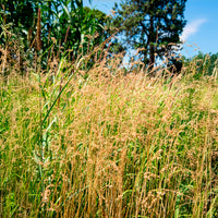 Graminées - Amourette Brize - Briza media