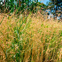 Amourette Brize - Briza media - Bakker