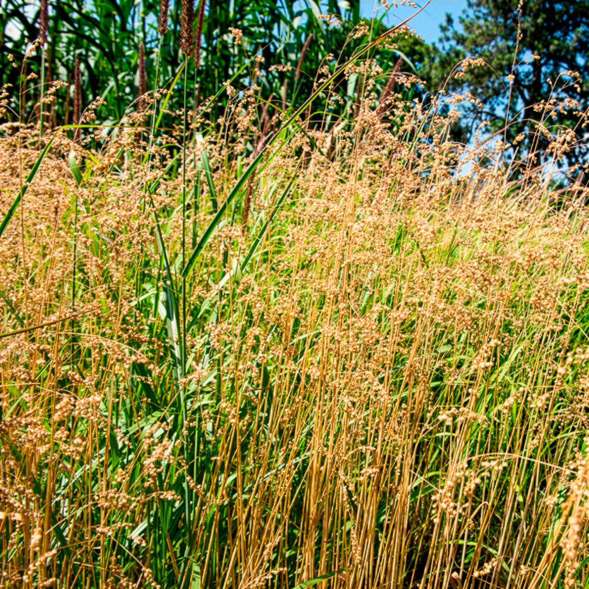 Amourette Brize - Briza media - Bakker