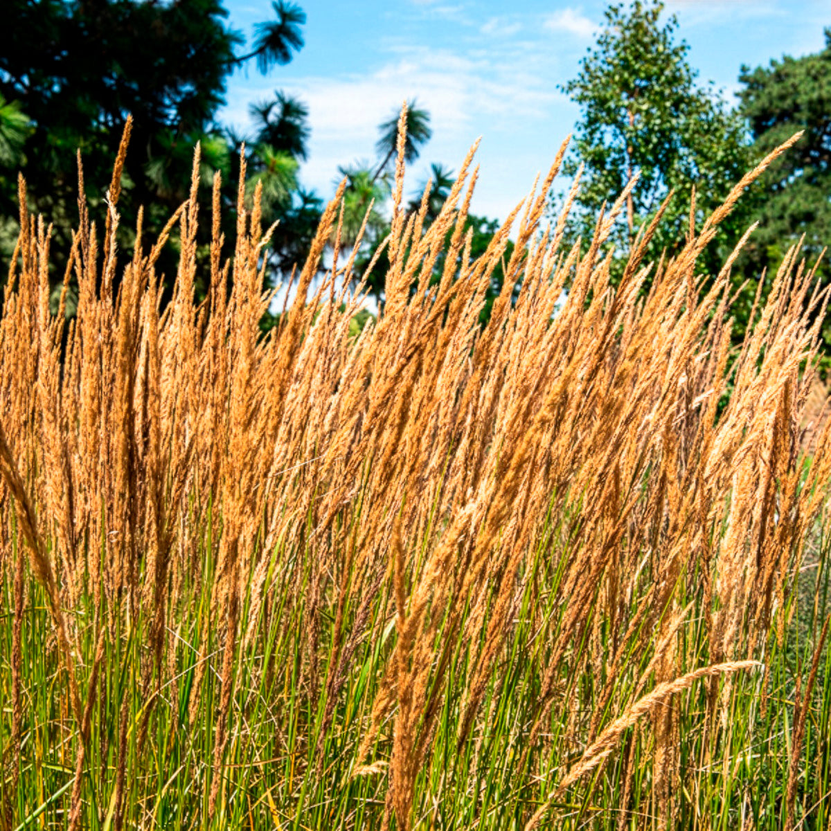 Vente 5 Vivaces pour massif fleuri - Calamagrostis acutiflora,Molinia caerulea,Verbena bonariensis,Echinacea purpurea, Salvia nemorosa                    