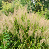 Herbe aux diamants - Calamagrostis arundinacea var. brachytricha - Bakker