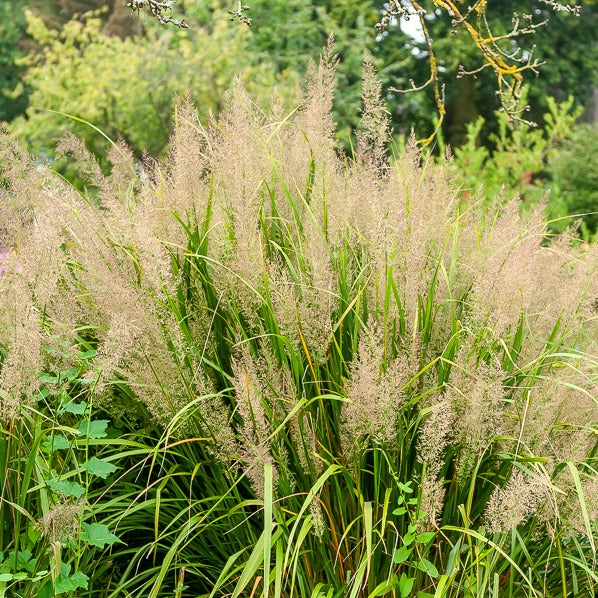 Herbe aux diamants - Calamagrostis arundinacea var. brachytricha - Bakker