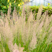 Herbe aux diamants - Bakker