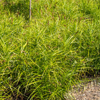 Laîche d'Amérique - Carex - Bakker