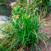 Vente Laîche pendante - Carex - Carex pendula