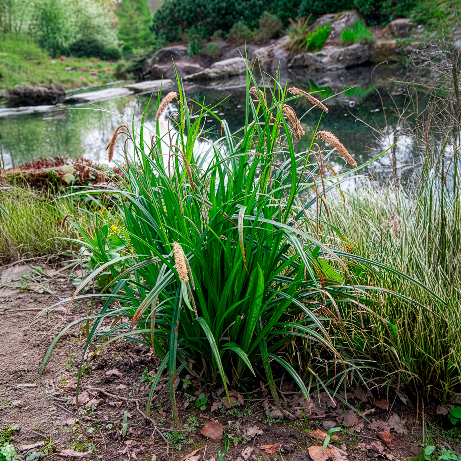 Vente Laîche pendante - Carex