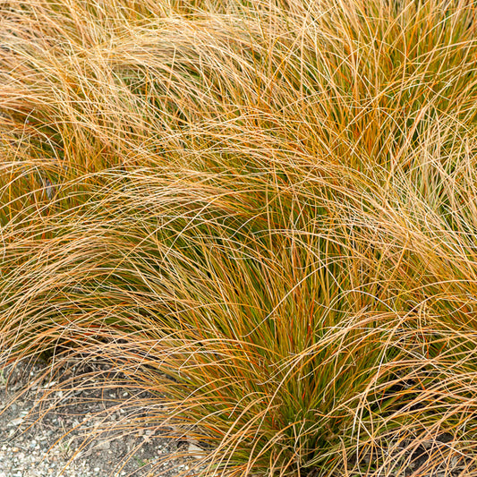 Laîche orange - Carex - Bakker