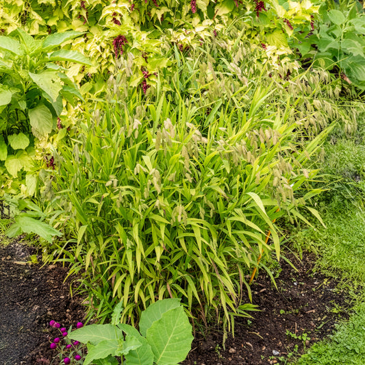 Chasmanthe à feuilles larges - Bakker