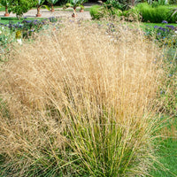 3 Canches cespiteuses Goldtau - Deschampsia cespitosa goldtau - Bakker
