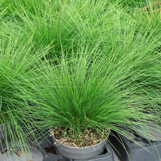 Fétuque améthyste - Bakker