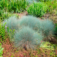 Fétuque - Fétuque bleue Elijah Blue - Festuca glauca Elijah Blue