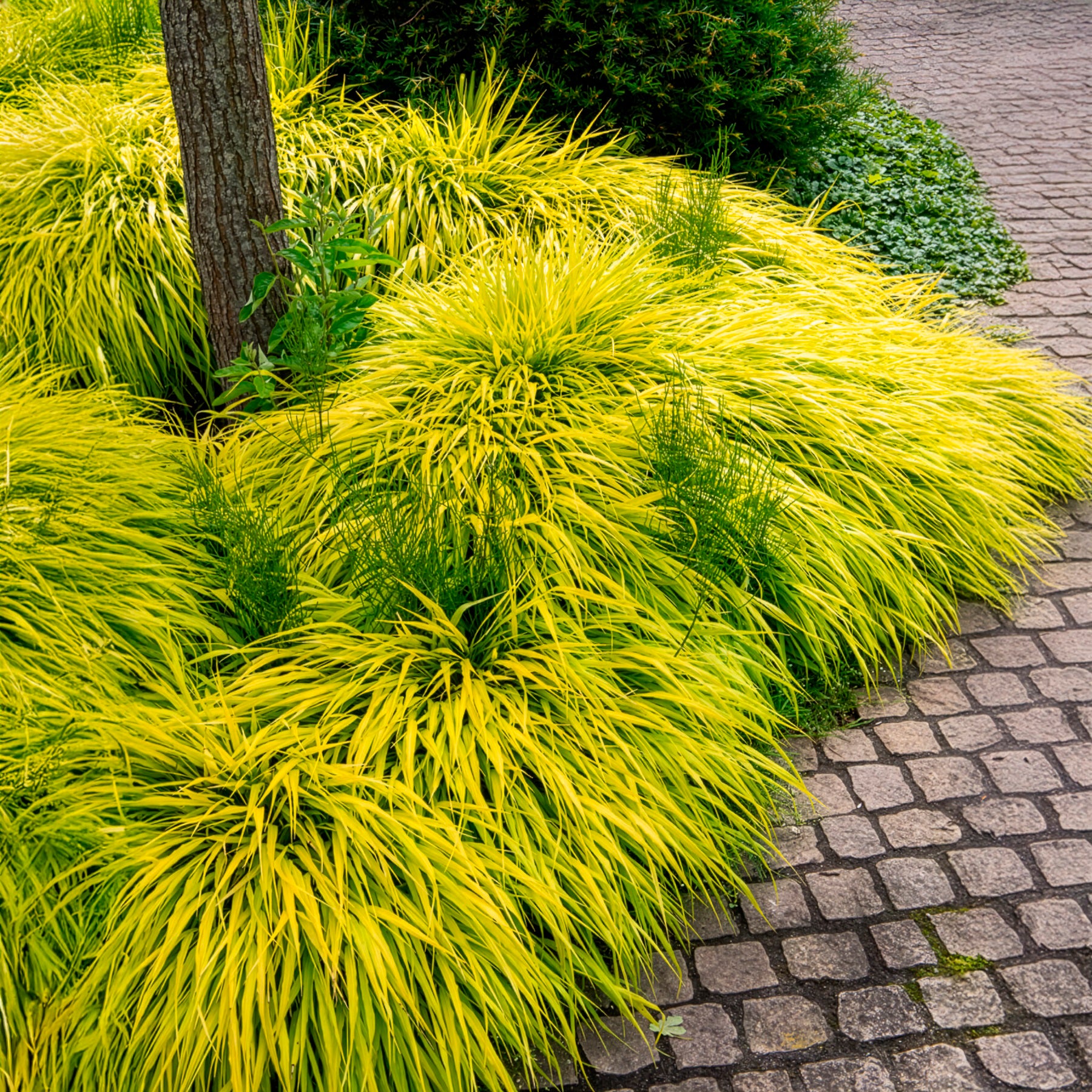 Herbe du Japon All Gold - Hakonechloa macra all gold - Bakker