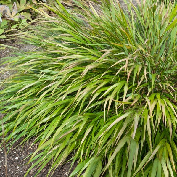 Herbe du Japon Nicolas - Hakonechloa macra nicolas - Graminées