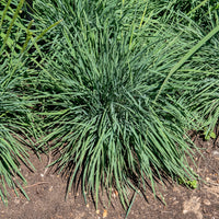 Koélérie bleue - Bakker