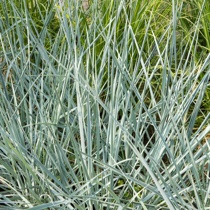Graminées - Seigle de mer Blue Dune - Leymus arenarius Blue Dune