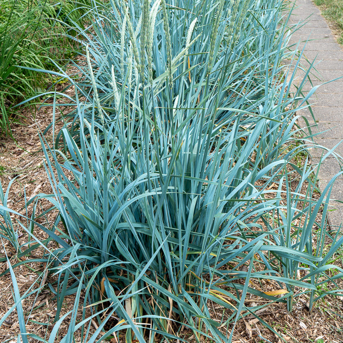 Graminées - Seigle de mer - Leymus arenarius
