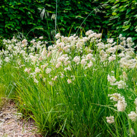 Luzule blanc de neige - Bakker