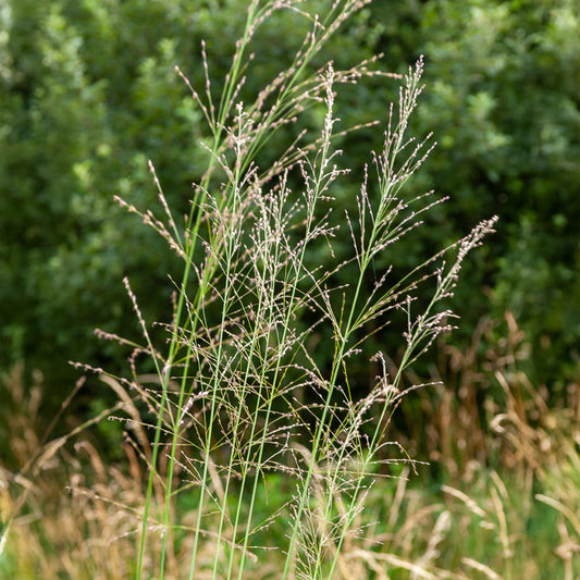 Molinie élevée Transparent - Bakker