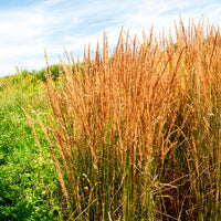 Molinie bleue Heidebraut - Molinia caerulea heidebraut - Bakker