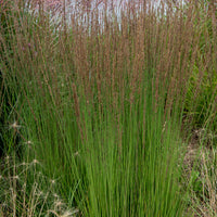 Molinie bleue Moorhexe - Molinia caerulea Moorhexe - Bakker