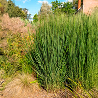 Panicum virgatum northwind - Panic érigé Northwind - Graminées