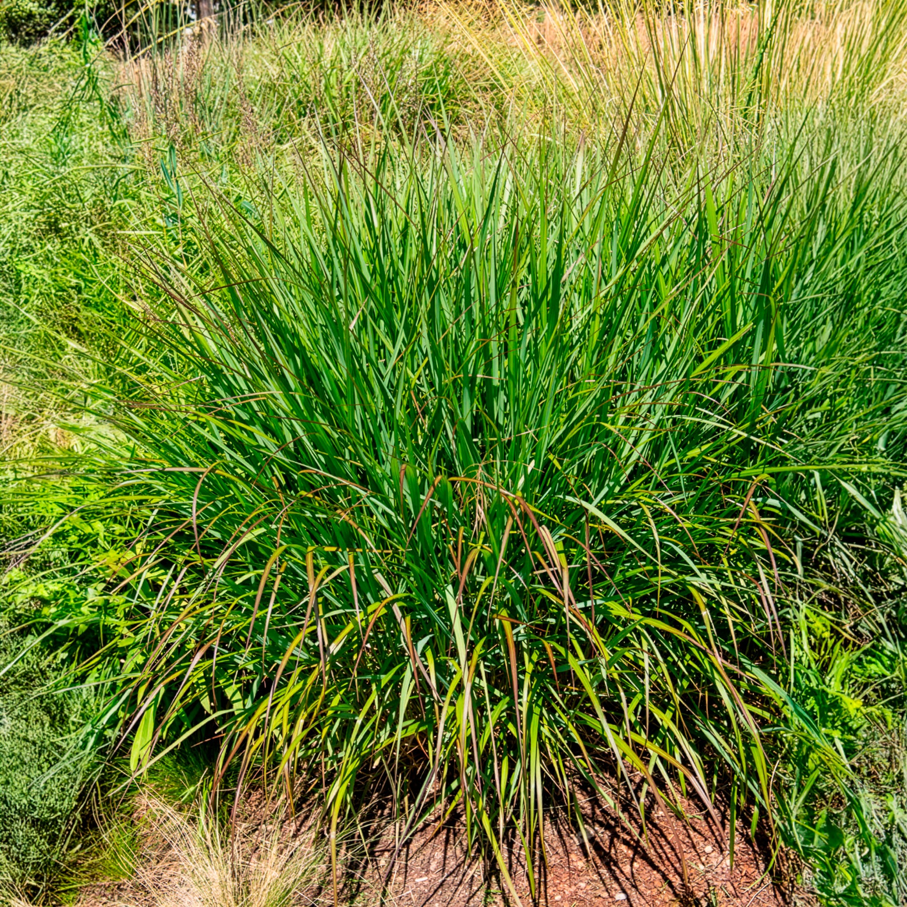 Panicum virgatum Squaw - Panic érigé Squaw - Panic