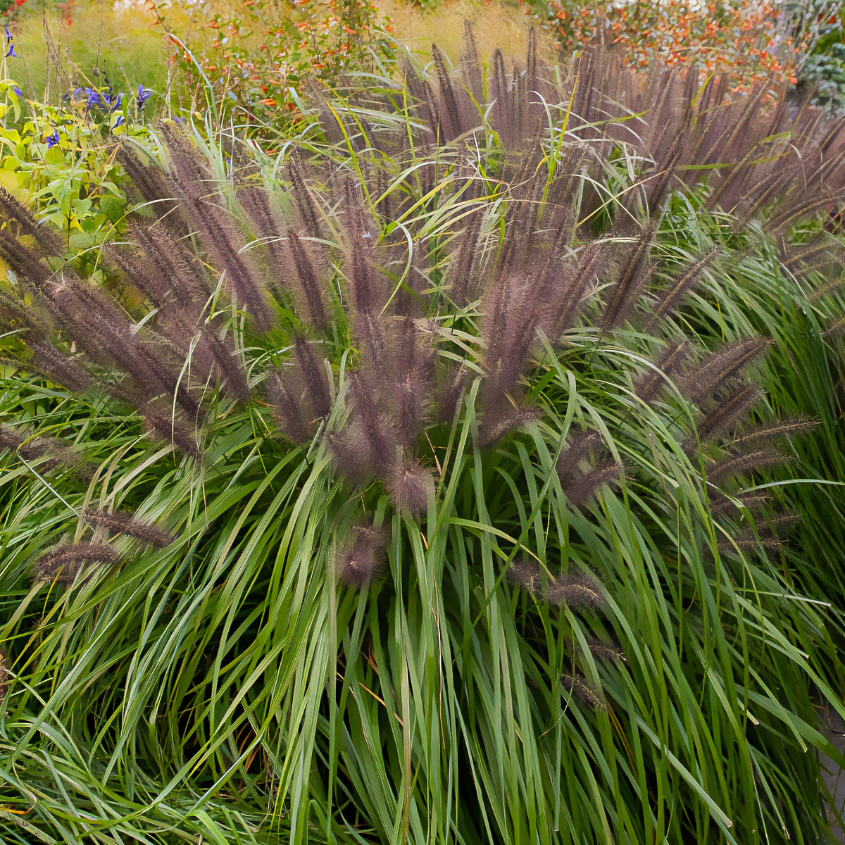 Pennisetum alopecuroides moudry - Herbe aux écouvillons Moudry - Pennisetum - Pennisetum