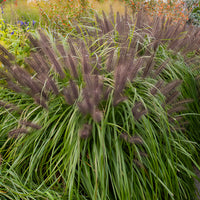Pennisetum alopecuroides,Stipa tenuissima ,Festuca glauca - 3 graminées pour sol sec  - Graminées