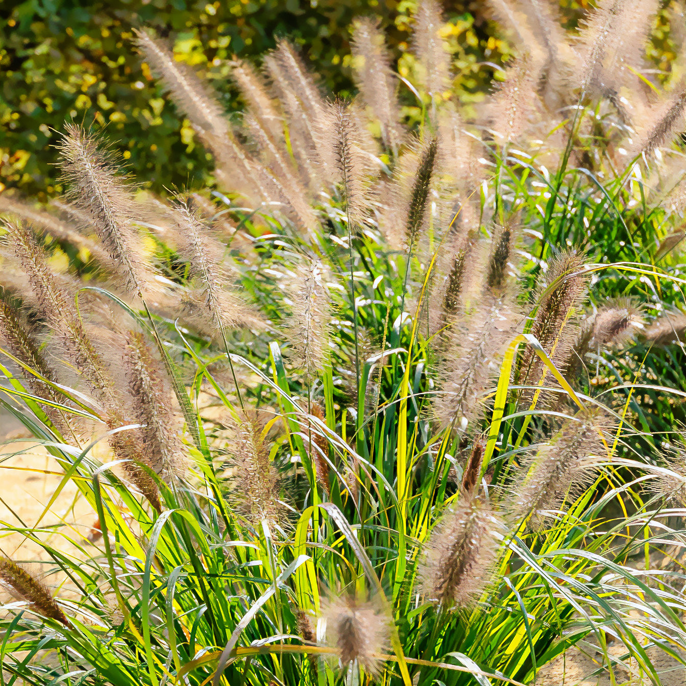 Herbe aux écouvillons Moudry - Pennisetum - Bakker