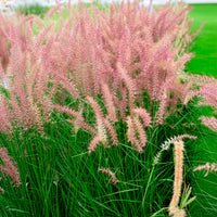 Pennisetum orientale Karley Rose ® - Herbe aux écouvillons Karley Rose ® - Pennisetum - Pennisetum