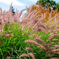 Pennisetum - Herbe aux écouvillons Karley Rose ® - Pennisetum - Pennisetum orientale Karley Rose ®