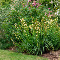 Bermudienne striée - Sisyrinchium striatum - Bakker