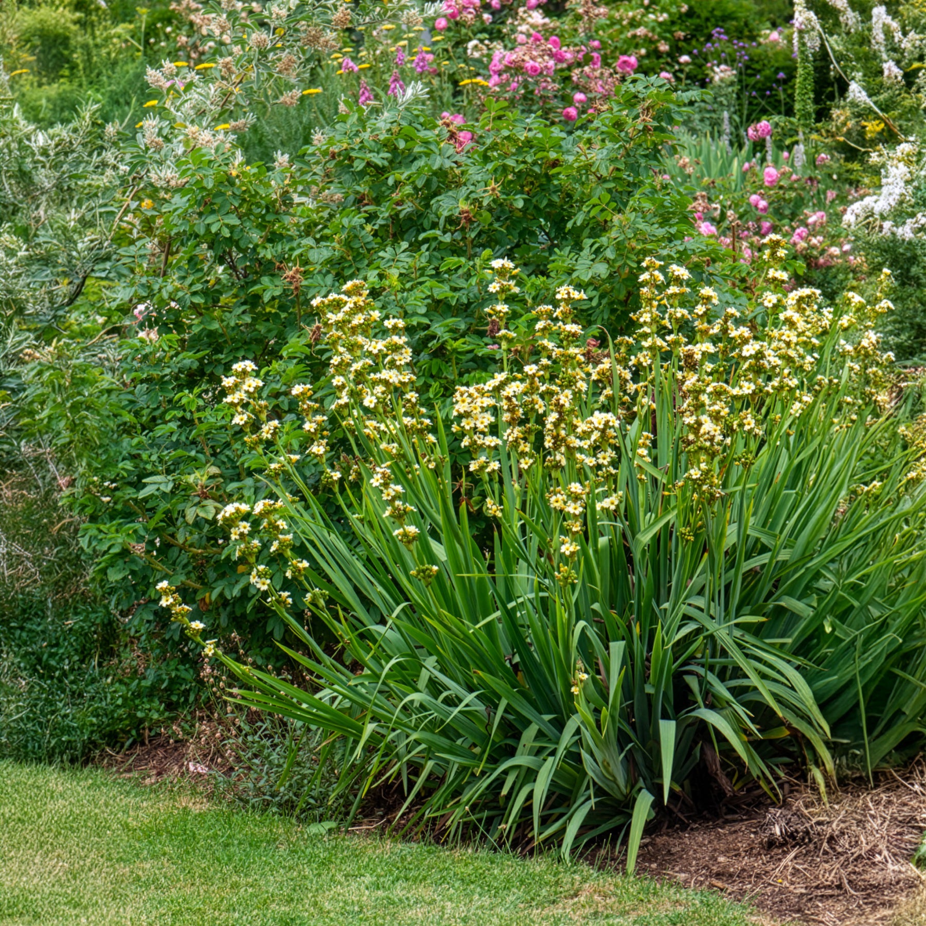 Bermudienne striée - Sisyrinchium striatum - Bakker