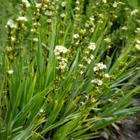 Vivaces fleuries - Bermudienne striée - Sisyrinchium striatum