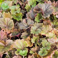 3 Tellime à grandes fleurs Rubra - Tellima grandiflora Rubra - Bakker