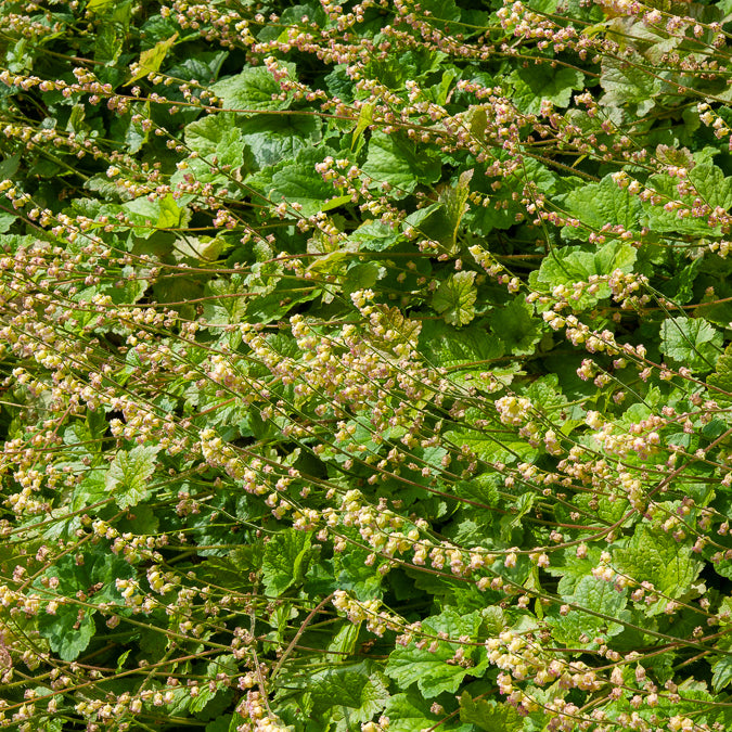 Tellime à grandes fleurs Rubra - Bakker