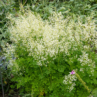 Pigamon Delavayi blanc - Bakker