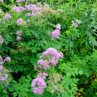 Thalictrum black stockings - Pigamon Black Stockings - Pigamon