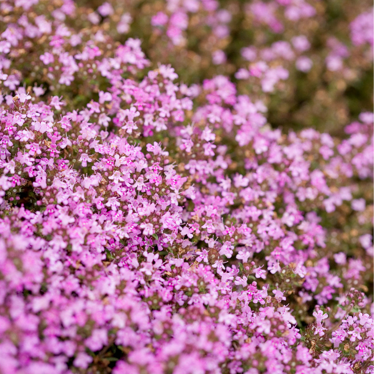 Thym précoce Coccineus - Thymus praecox coccineus - Bakker