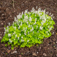 Vente Tiarelle cordifoliée - Tiarella cordifolia