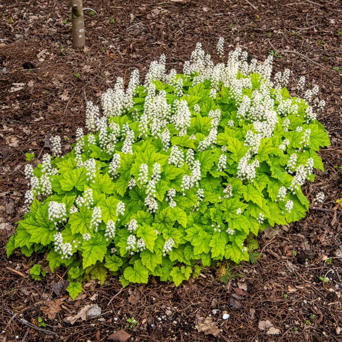 Vente Tiarelle cordifoliée - Tiarella cordifolia