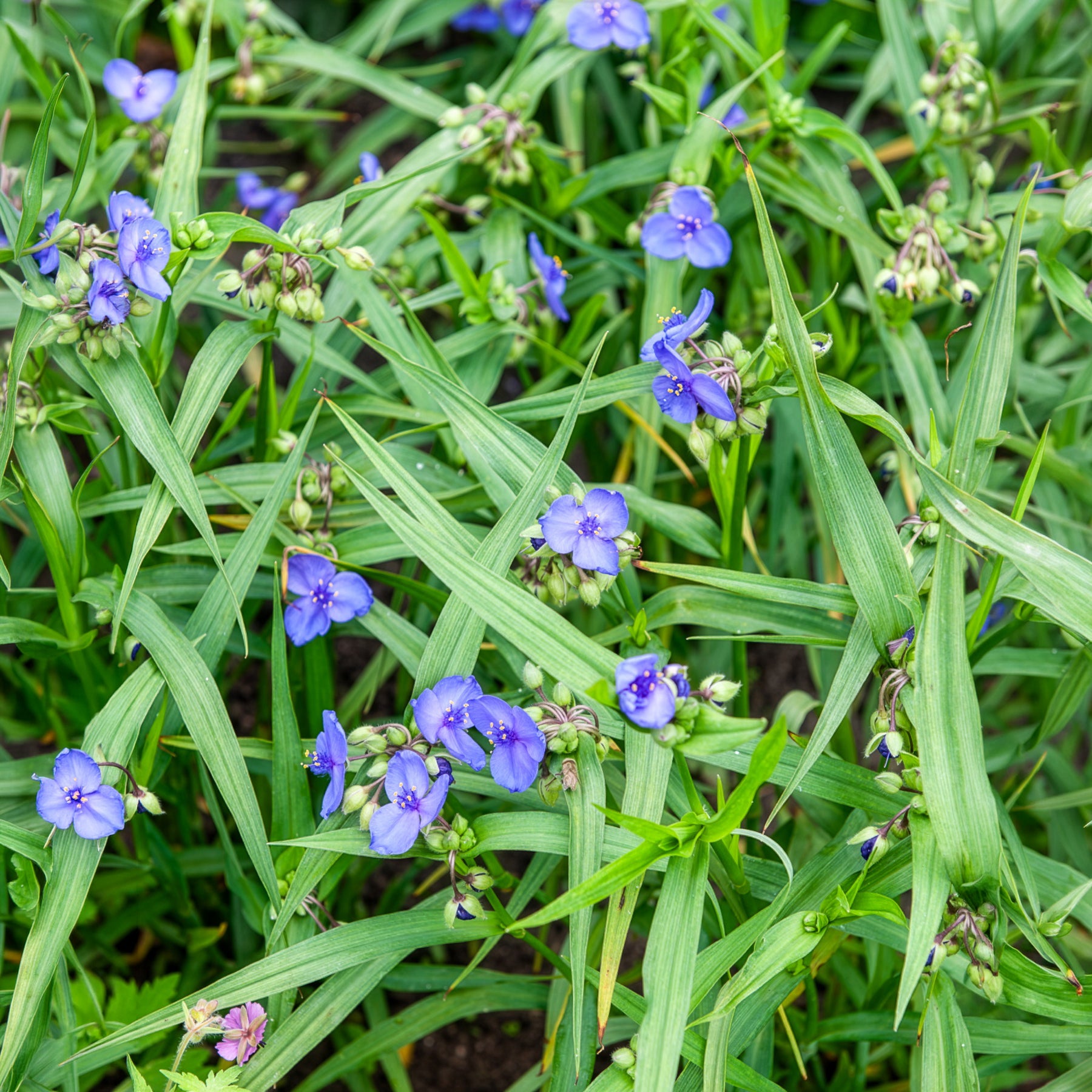 Ephémère de Virginie Zwanenburg Blue - Tradescantia ( andersoniana group ) zwanenburg blu - Bakker