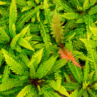 Blechnum spicant - Blechnum en épi - Plantes vivaces
