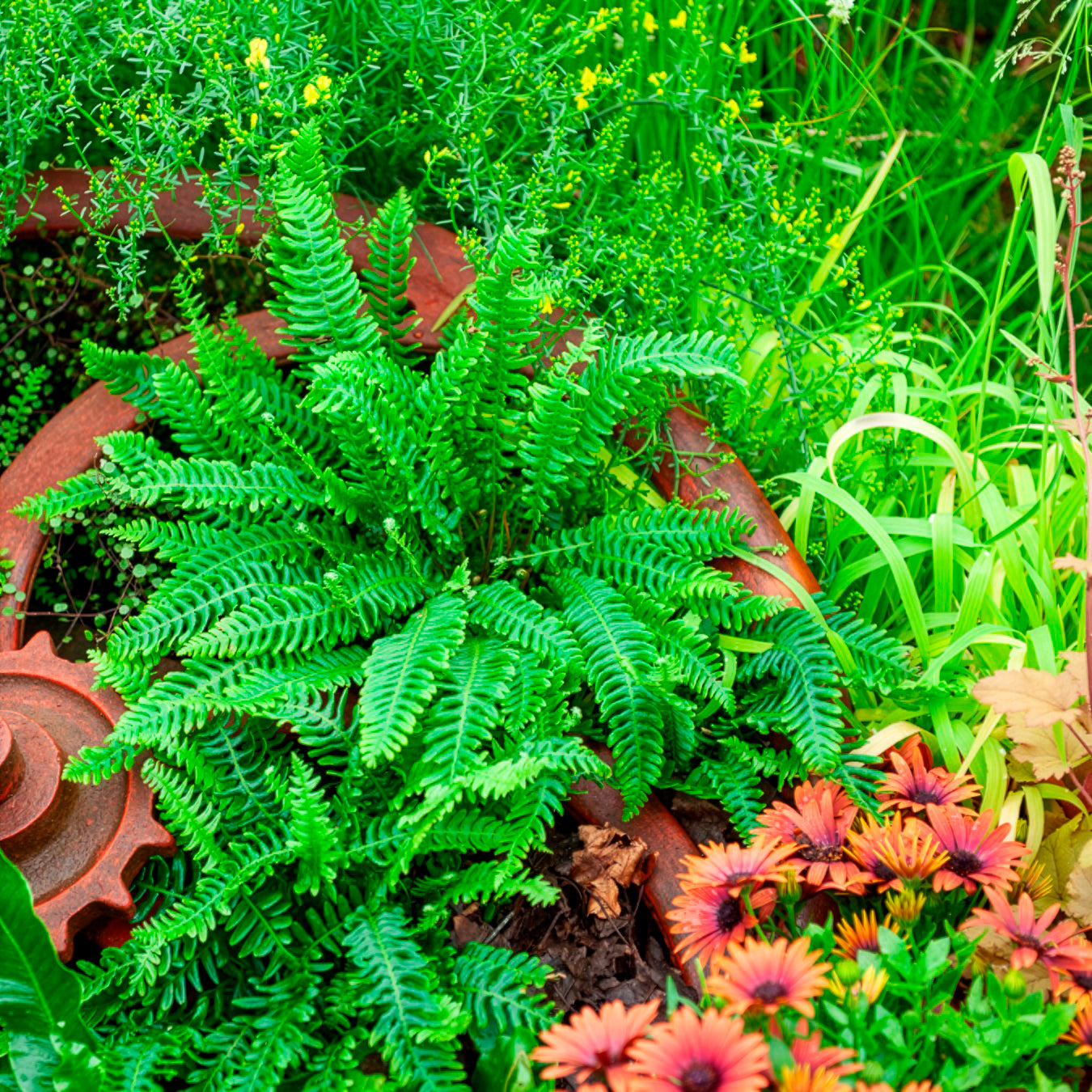 Blechnum en épi - Blechnum spicant - Bakker