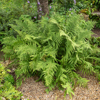 Fougère mâle - Dryopteris filix-mas - Bakker