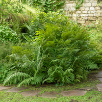 Dryopteris filix-mas - Fougère mâle - Plantes vivaces