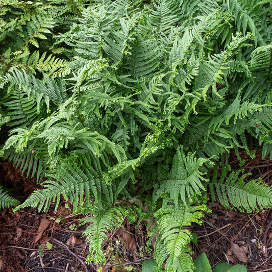 Fougère mâle Cristata - Bakker