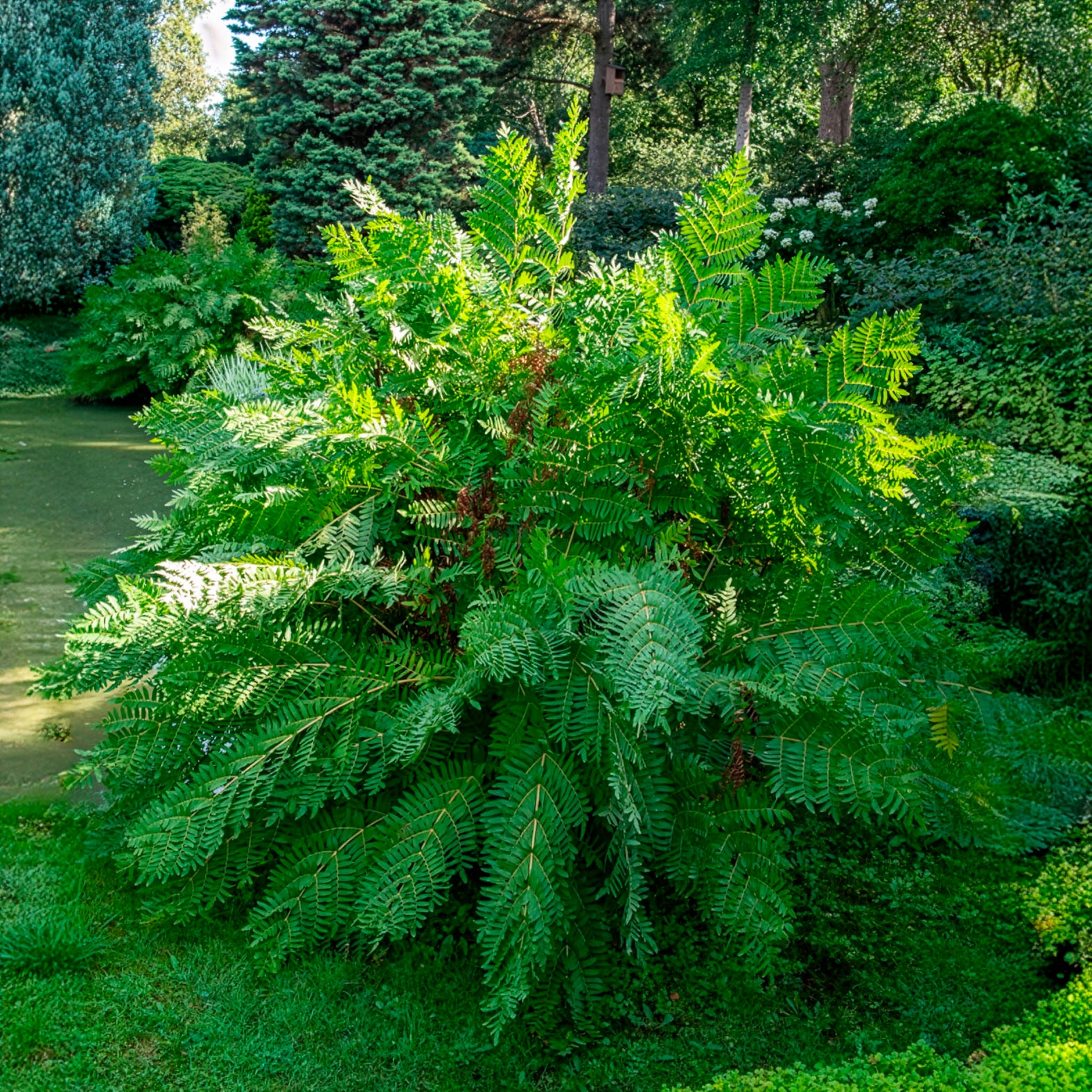 Vente Osmonde royale
