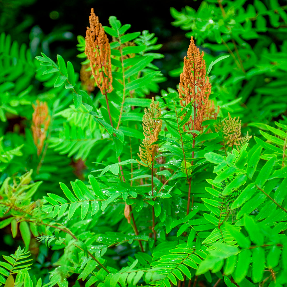Osmunda regalis - Osmonde royale - Fougères