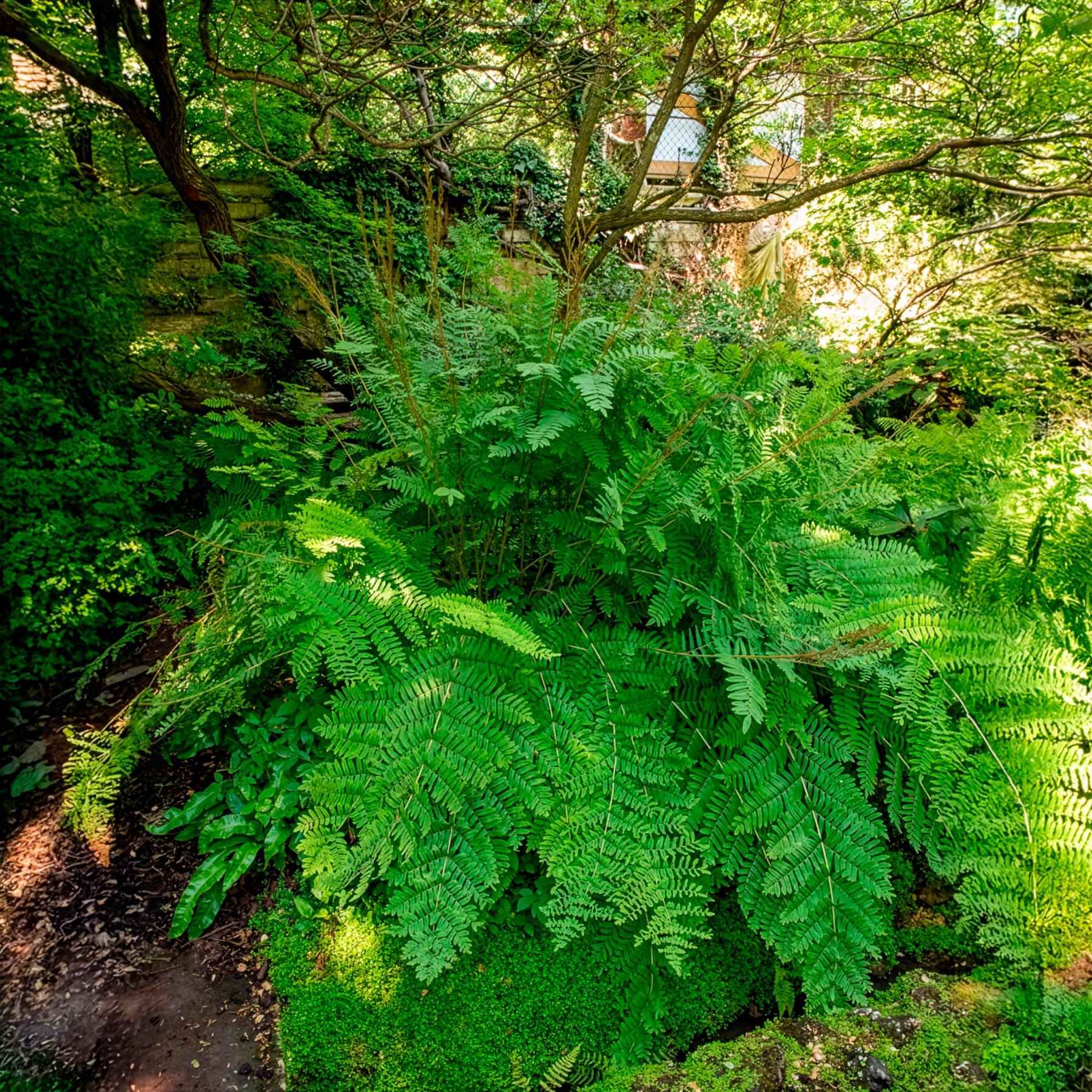Vente Osmonde royale - Osmunda regalis